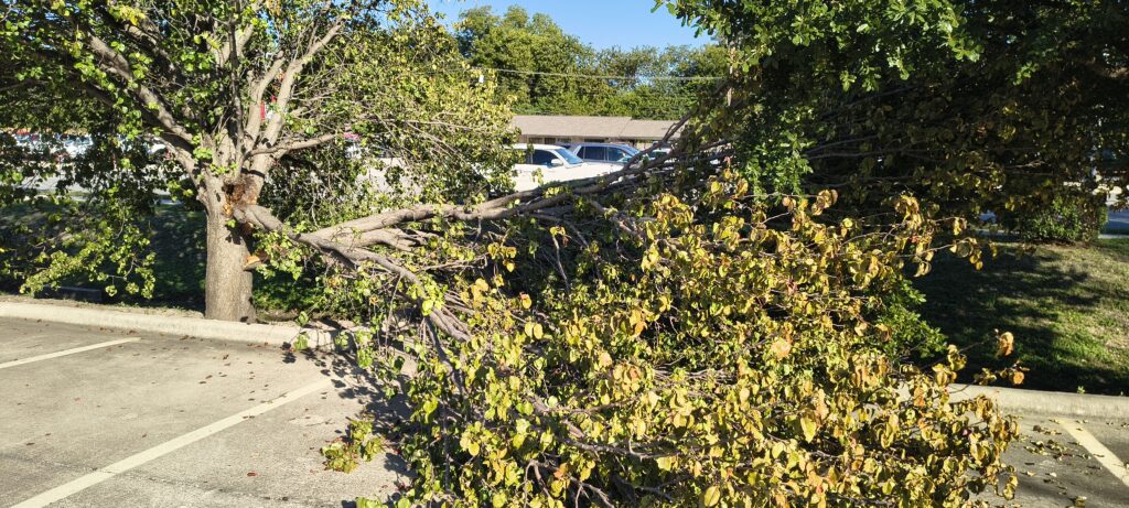 Before: Tree Limb Removal